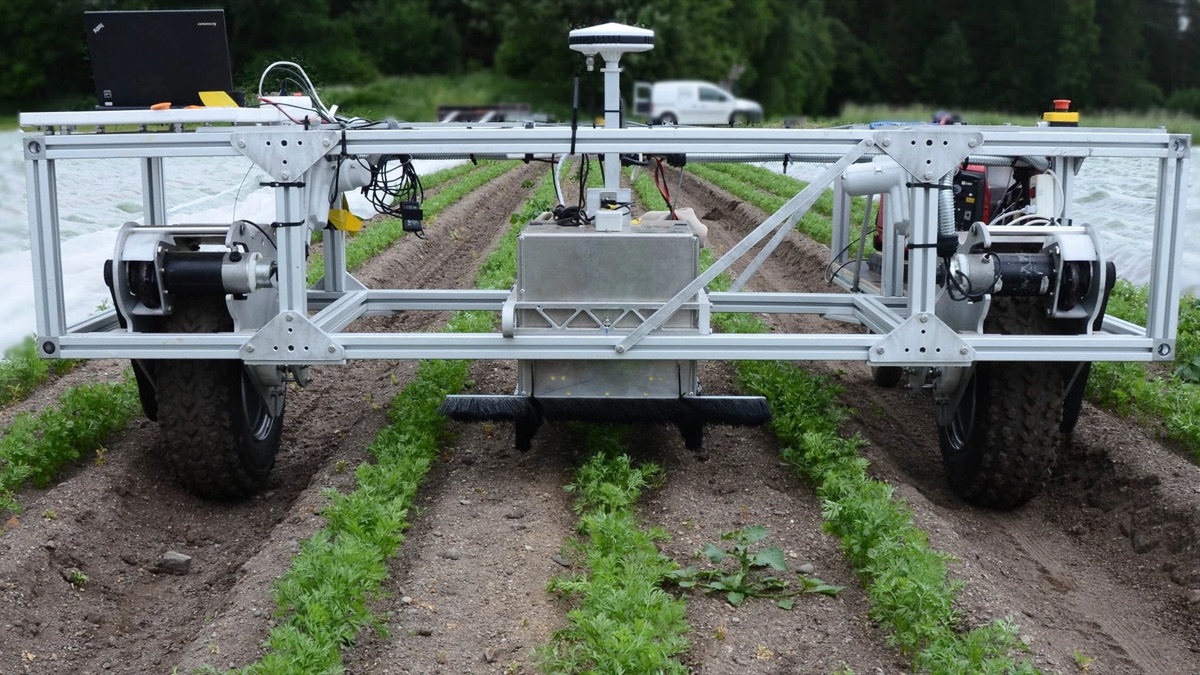 The Kilter weeding robot straddling rows of carrots in a field